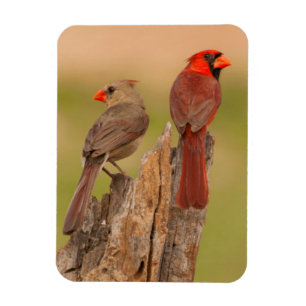 Imán EE. UU., Texas, condado de Hidalgo. Pareja de card