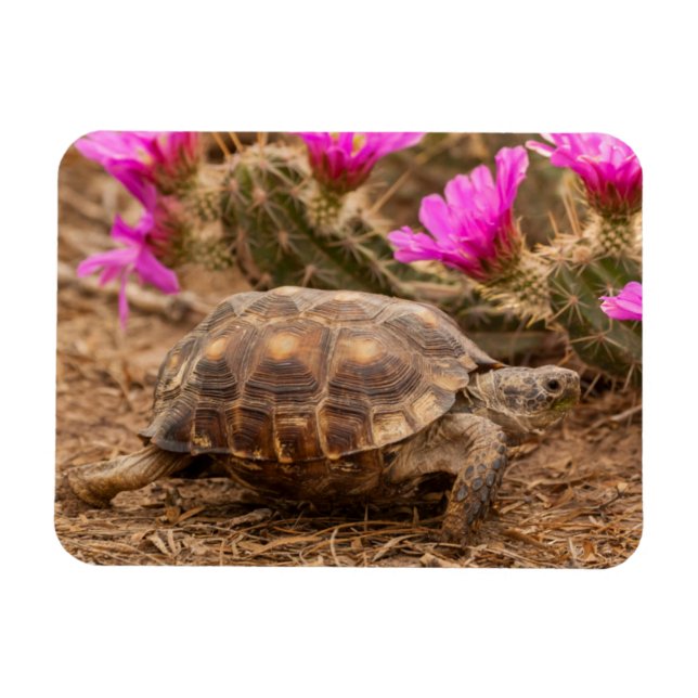 Imán EE.UU., Texas, condado de Hidalgo. Tortuga (Horizontal)