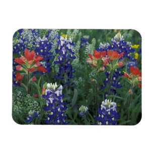 Imán EE. UU., Texas Hill Country. Bluebonnets y