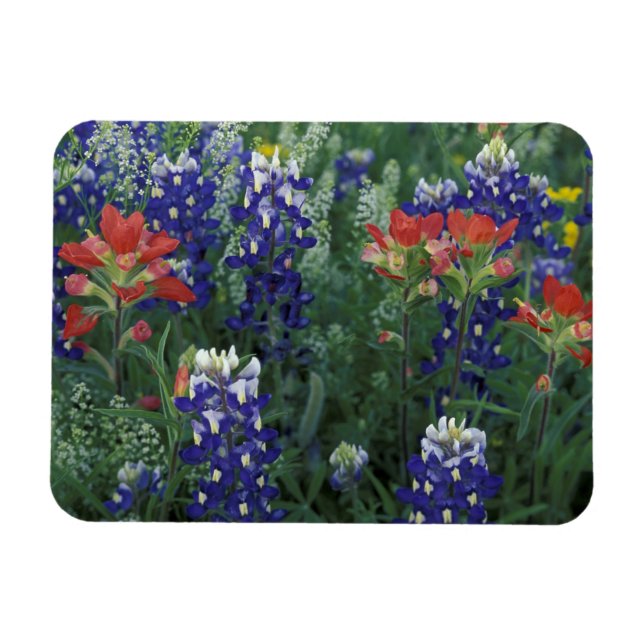 Imán EE. UU., Texas Hill Country. Bluebonnets y (Horizontal)
