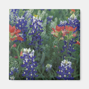 Imán EE. UU., Texas Hill Country. Bluebonnets y