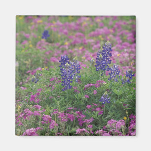 Imán EE. UU., Texas Hill Country. Lupinos entre phlox