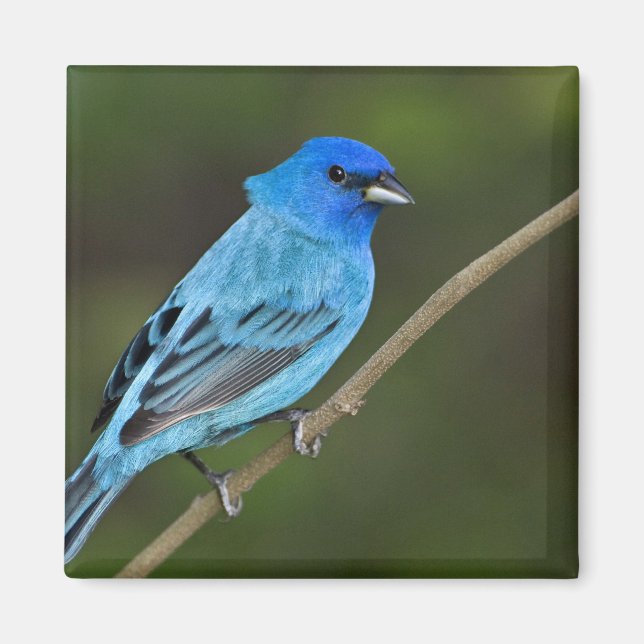 Imán EE.UU., Texas, Isla del Padre Sur (Frente)