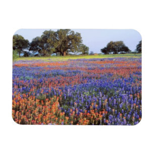 Imán EE. UU., Texas, Llano. Bluebonnets y redbonnets