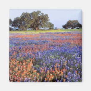 Imán EE. UU., Texas, Llano. Bluebonnets y redbonnets