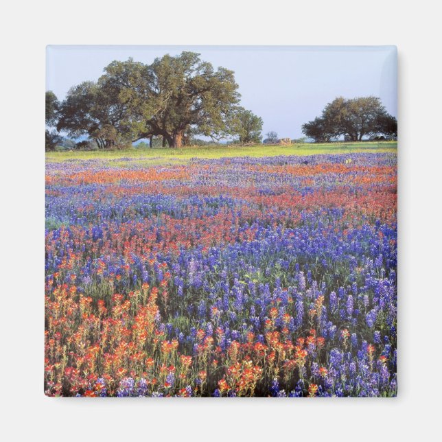 Imán EE. UU., Texas, Llano. Bluebonnets y redbonnets (Frente)