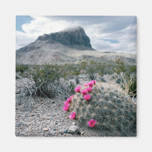 Imán EE. UU., Texas, Parque Nacional Big Bend. Florecie