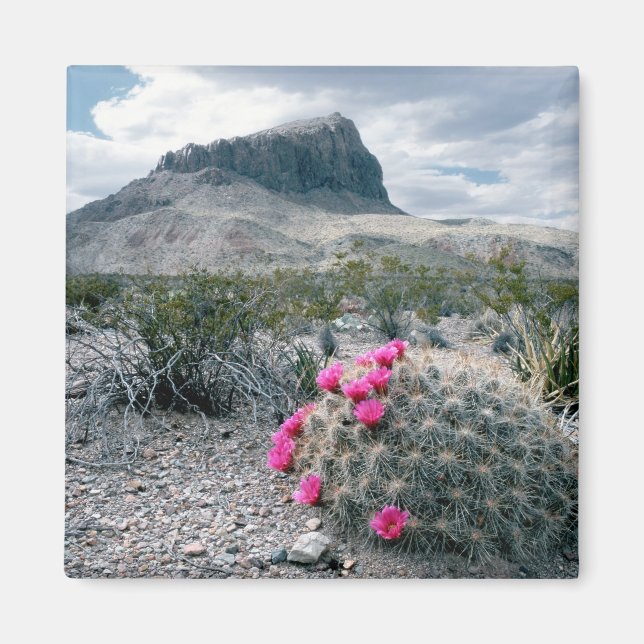 Imán EE. UU., Texas, Parque Nacional Big Bend. Florecie (Frente)
