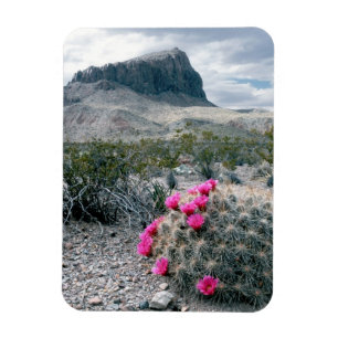 Imán EE. UU., Texas, Parque Nacional Big Bend. Florecie