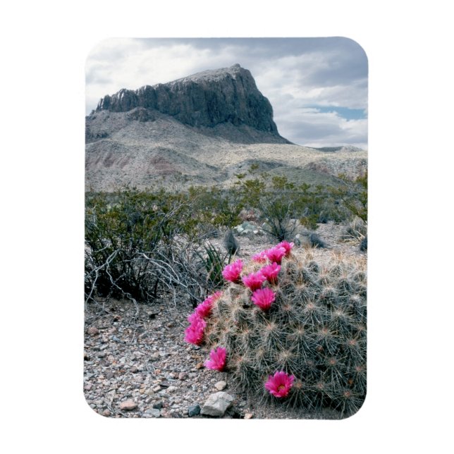 Imán EE. UU., Texas, Parque Nacional Big Bend. Florecie (Vertical)