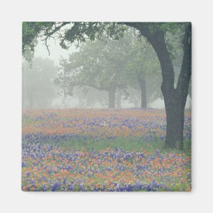 Imán EE. UU., Texas. Pincel de Texas y bluebonnets