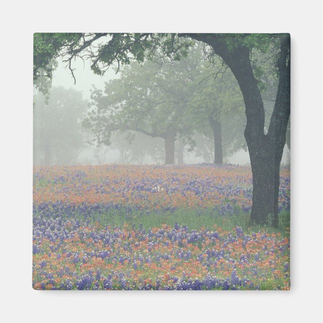 Imán EE. UU., Texas. Pincel de Texas y bluebonnets (Frente)