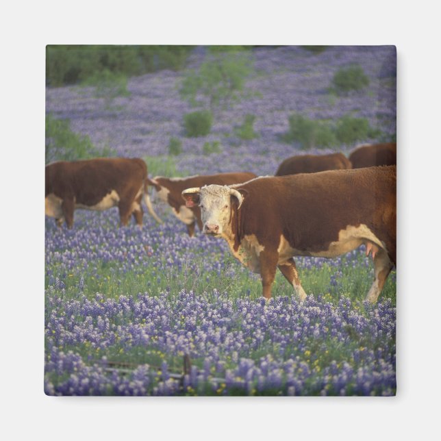 Imán EE. UU., Texas, Texas Hill Country, Hereford (Frente)