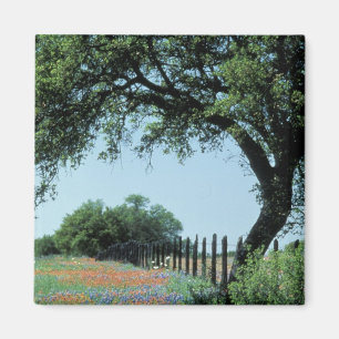Imán EE. UU., Texas, Texas Hill Country Paintbrush y