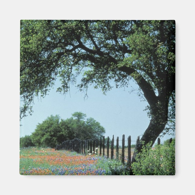 Imán EE. UU., Texas, Texas Hill Country Paintbrush y (Frente)