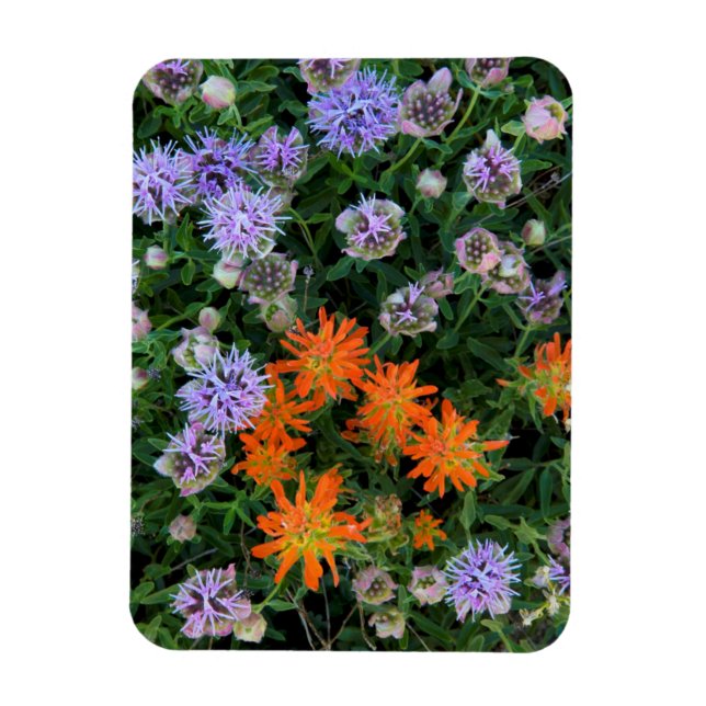 Imán EE.UU., Utah, Bosque Nacional Uinta-Wasatch Cache  (Vertical)