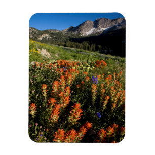 Imán EE. UU., Utah, Bosque Nacional Uinta-Wasatch-Cache