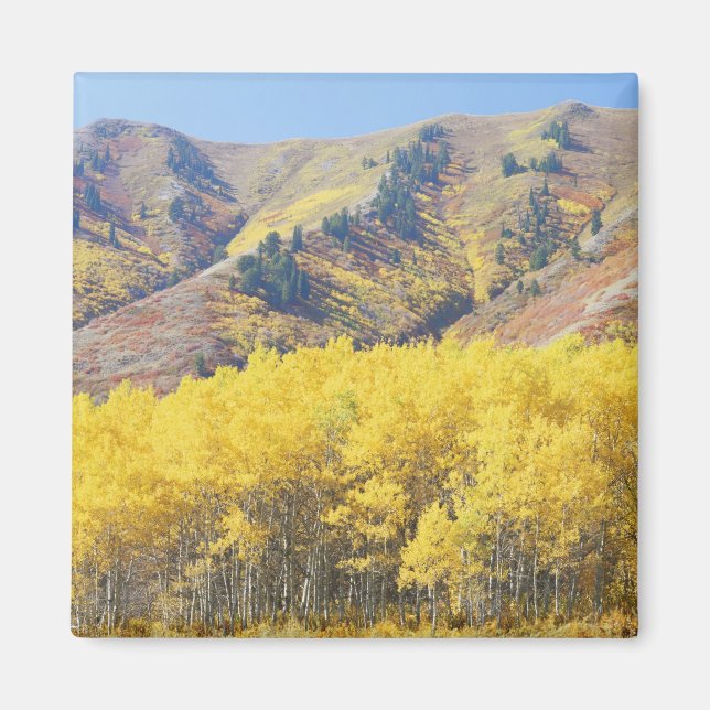 Imán EE. UU., Utah, Bosque Nacional Wasatch-Cache, (Frente)