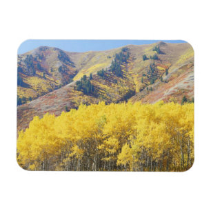 Imán EE. UU., Utah, Bosque Nacional Wasatch-Cache,