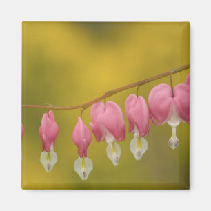 Imán EE.UU., Virginia, Arlington, clausura rosa