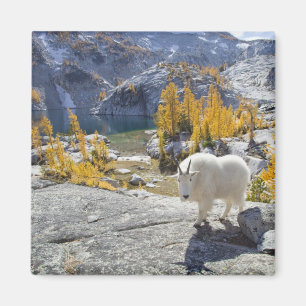Imán EE. UU., WA, Alpine Lakes WIlderness Enchantments.