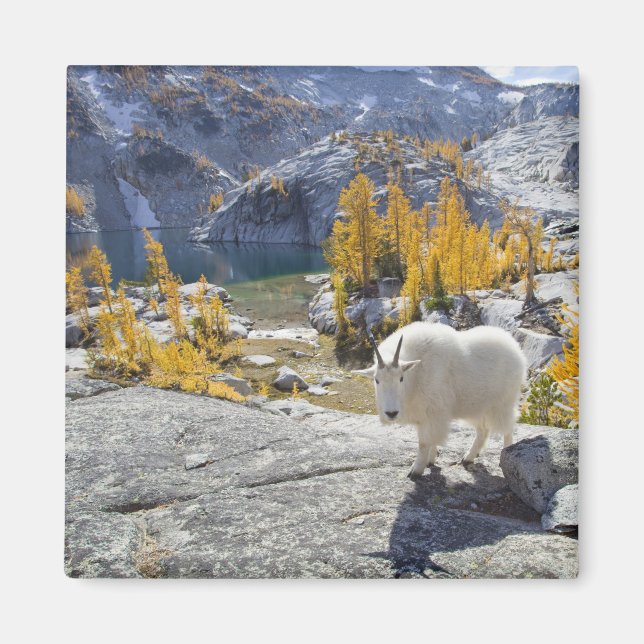 Imán EE. UU., WA, Alpine Lakes WIlderness Enchantments. (Frente)
