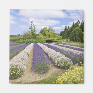 Imán EE.UU., WA, Sequim, Granja de lavanda de niebla p