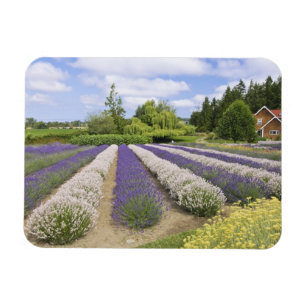 Imán EE. UU., WA, Sequim, Granja de lavanda Purple Haze