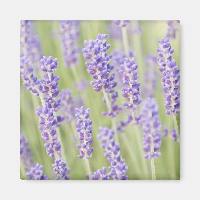 Imán EE. UU., WA, Squim, Lavendar (Enfoque Selectivo) (Frente)