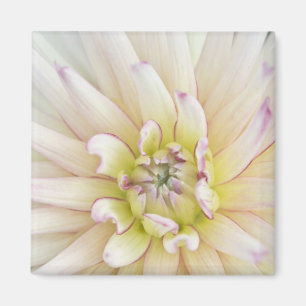 Imán EE.UU., Washington, Bellevue, Botánica Bellevue 2