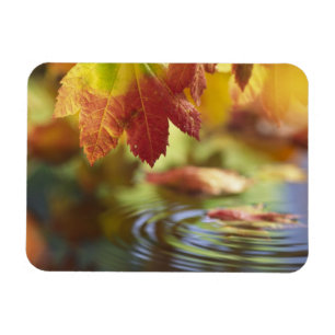 Imán EE.UU., Washington, Bellingham, Clausura del otoño