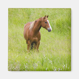 Imán EE. UU., Washington, Caballo en campo primaveral,