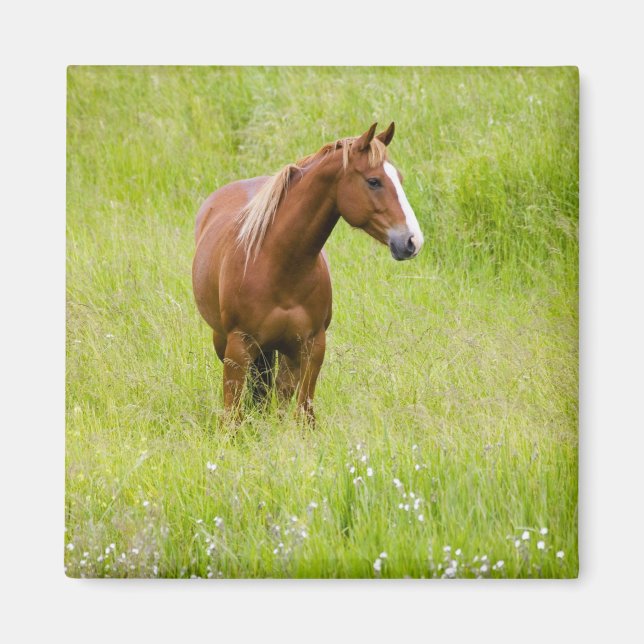 Imán EE. UU., Washington, Caballo en campo primaveral, (Frente)