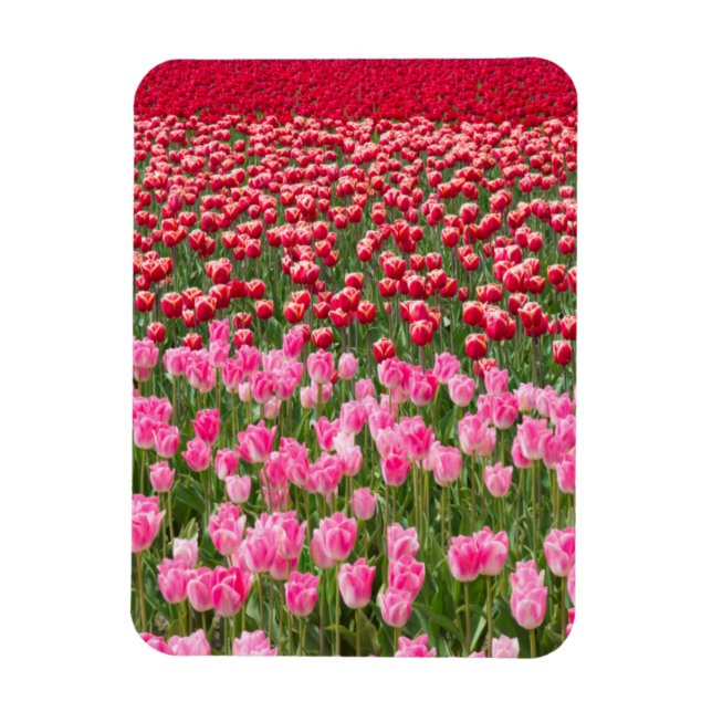 Imán EE. UU., Washington. Campo de tulipanes multicolor (Vertical)