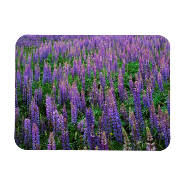 Imán EE. UU., Washington, Condado de Clallam, Lupine (Horizontal)