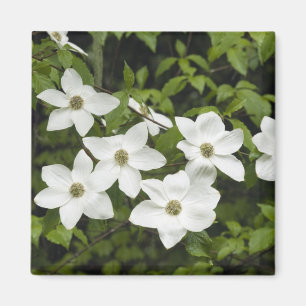 Imán EE. UU., Washington, Cornejo del Pacífico, Cornus
