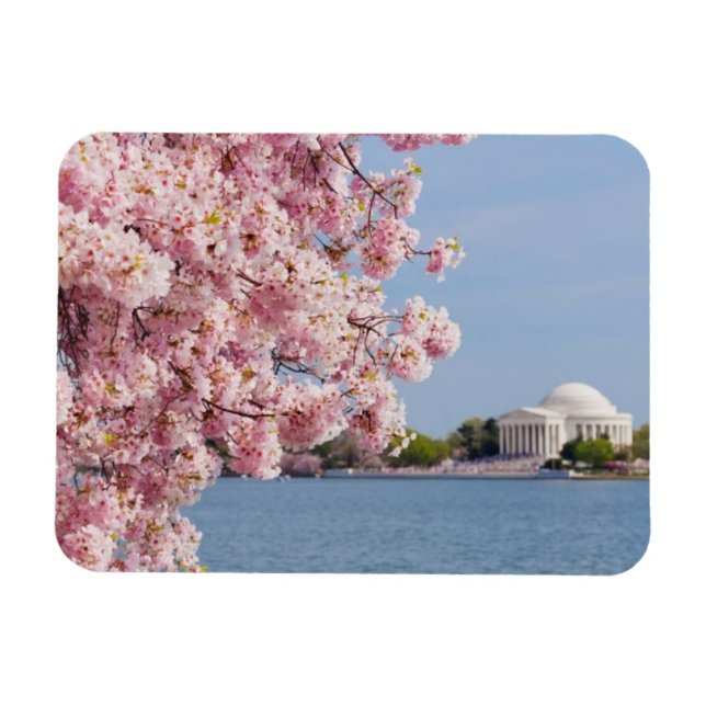 Imán EE.UU., Washington DC, árbol de cerezos (Horizontal)