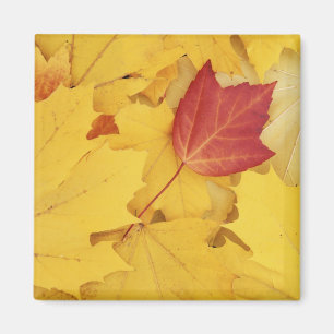 Imán EE.UU., Washington, Finch Arboretum, Red y