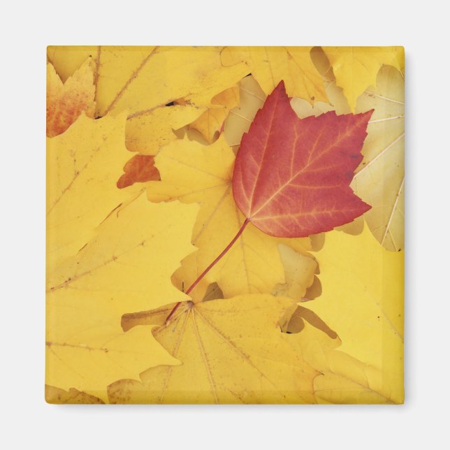 Imán EE.UU., Washington, Finch Arboretum, Red y (Frente)