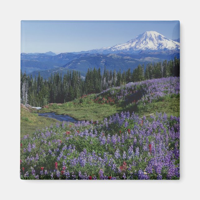 Imán EE. UU., Washington Mt. Adams Wilderness, Praderas (Frente)