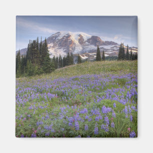 Imán EE. UU., Washington, Mt. Rainier NP, Mt. Rainier y