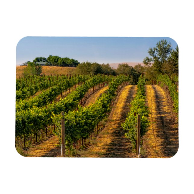Imán EE. UU., Washington Oriental, Walla Walla Vineyard (Horizontal)