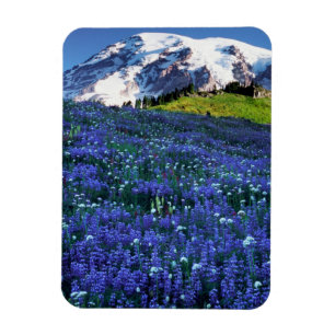 Imán EE. UU., Washington, Parque Nacional Mt. Rainier.