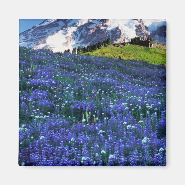 Imán EE. UU., Washington, Parque Nacional Mt. Rainier.  (Frente)
