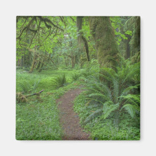 Imán EE. UU., Washington, Parque Nacional Olímpico,