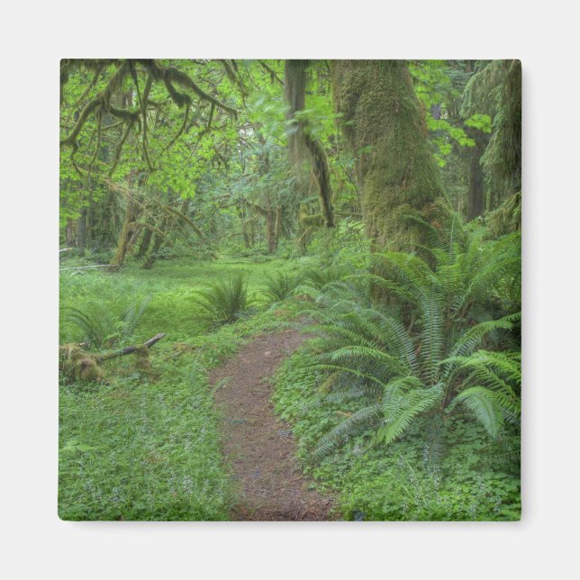 Imán EE. UU., Washington, Parque Nacional Olímpico, (Frente)