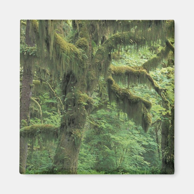 Imán EE.UU., Washington, Parque Nacional Olímpico. (Frente)