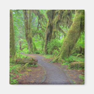 Imán EE. UU., Washington, Parque Nacional Olímpico, Hoh
