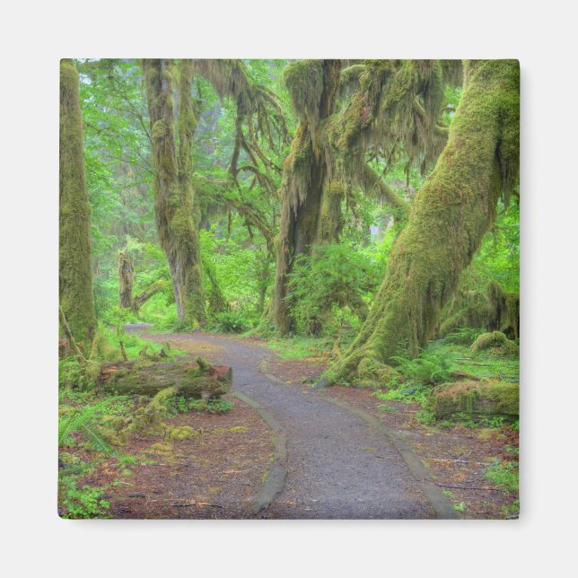 Imán EE. UU., Washington, Parque Nacional Olímpico, Hoh (Frente)