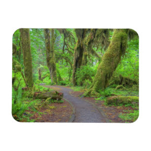 Imán EE. UU., Washington, Parque Nacional Olímpico, Llu